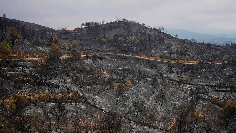 Yangınlar sömürgeci Avrupa’nın felaketi oldu: 1 milyon hektar küle döndü