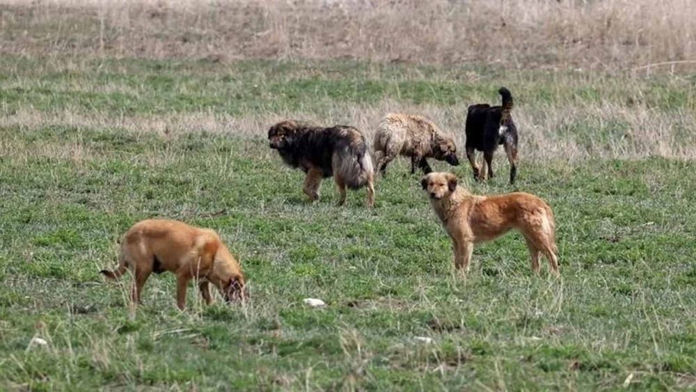 İstanbul Valiliği'nden son ikaz: Sokak köpeklerini toplamayan belediyeler hakkında suç duyurusu