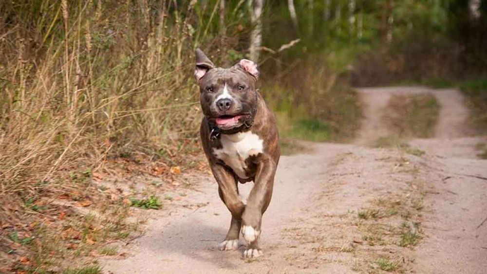 Bursa'daki 'pitbull'lu saldırı davasında sanıklara hapis cezası