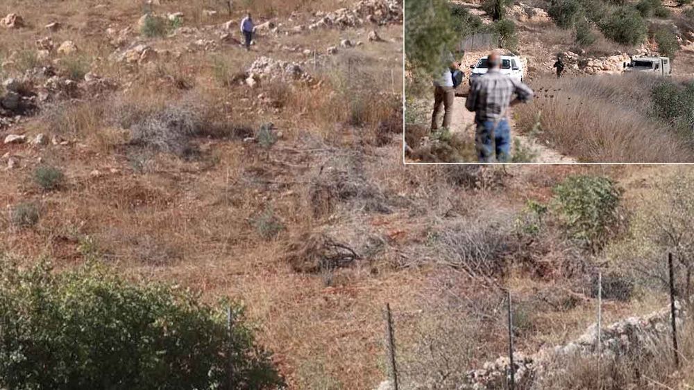 Terör devleti İsrail, Lübnanlı çiftçilerin zeytinliklerini yerle bir etti 