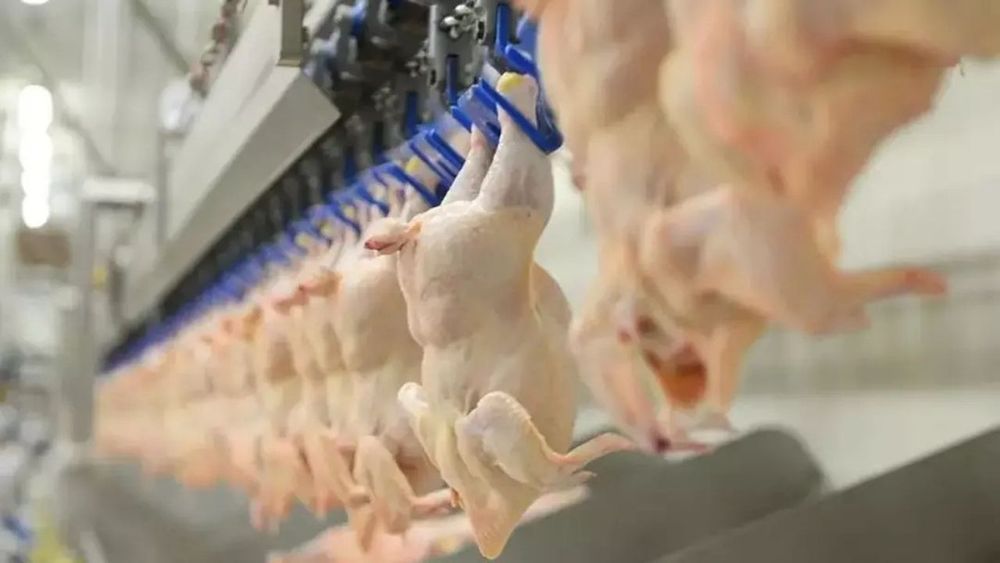 Bakan Gürlek açıkladı: Tavukçulara yönelik operasyonda 13 şirkete denetim kayyımı atandı