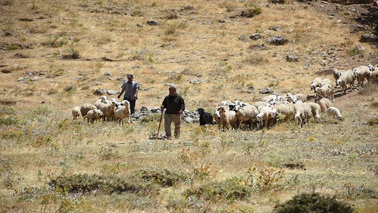 Depremden etkilenen Malatya'da devlet desteğiyle hayvan sayıları arttı
