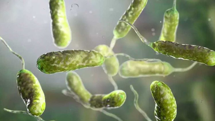 Türkiye'de Vibrio tehlikesi: Açık yarayla denize girmeyin