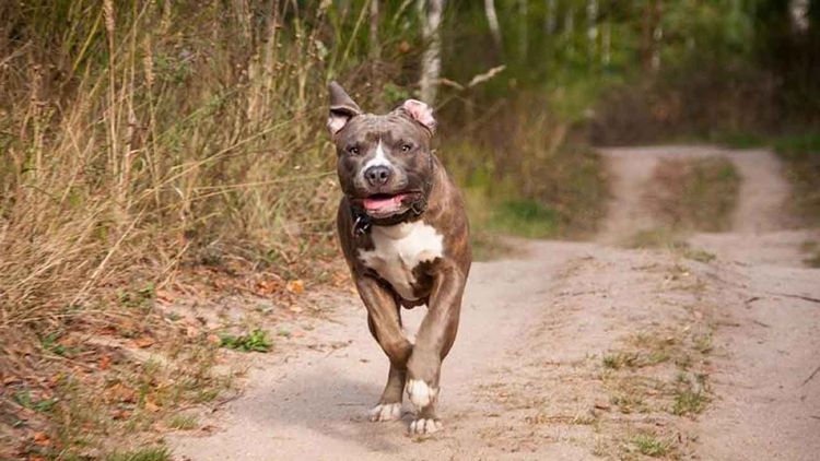 Bursa'daki 'pitbull'lu saldırı davasında sanıklara hapis cezası
