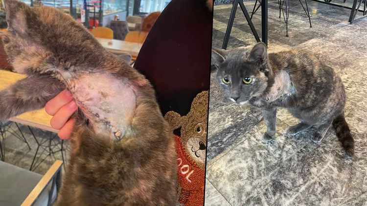 CHP’li Nilüfer Belediyesi, emanet kedinin kolunu kesip sakat bıraktı