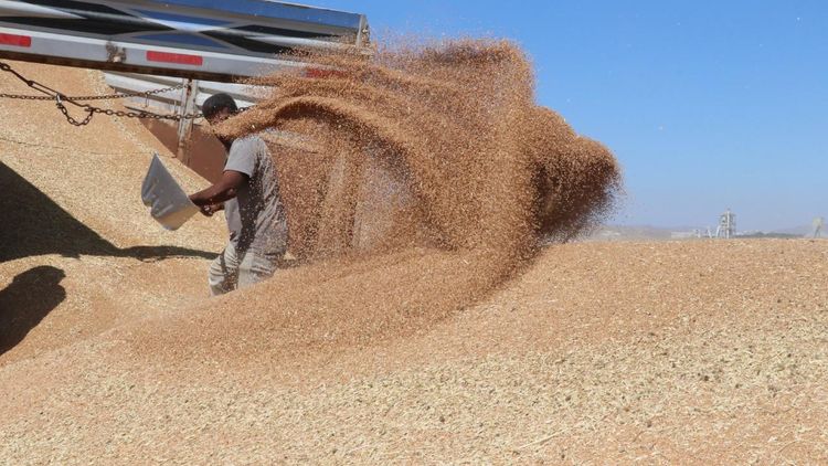 Tarım ve Orman Bakanlığı, hububat alımları kapsamında 120 milyar lira ödeme yaptı