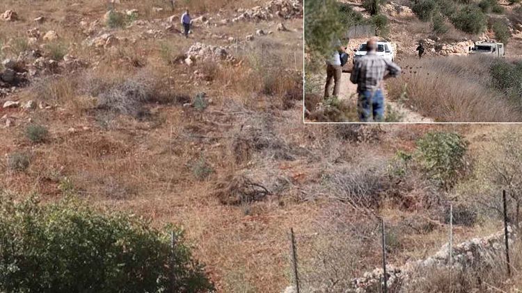 Terör devleti İsrail, Lübnanlı çiftçilerin zeytinliklerini yerle bir etti