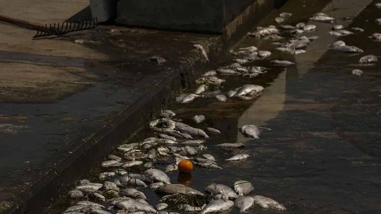 İzmir Körfezi’nde balık ölümleri tekrar başladı