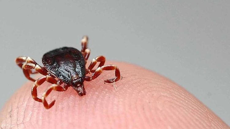 Sivas’ta kene sebebiyle bir kişi daha hayatını kaybetti: Can kaybı 11’e yükseldi