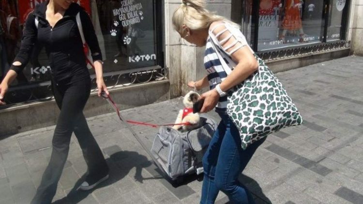 Ersin Çelik: Köpeğin annesi de köpektir!