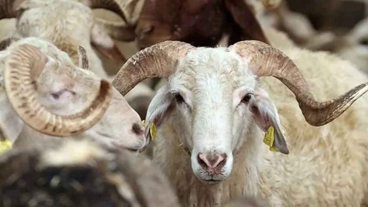 Vekaletle kurban kesim bedeli yurt içinde 13 bin 500, yurt dışında 5 bin 450 lira olarak belirlendi