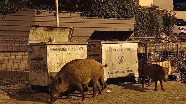 Marmaris’i domuzlar bastı: CHP’li belediyeye tepkiler büyüyor