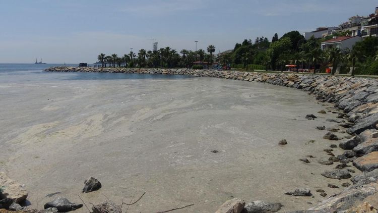 Marmara Denizi’nde müsilaj alarmı: Av sezonu erken kapanabilir