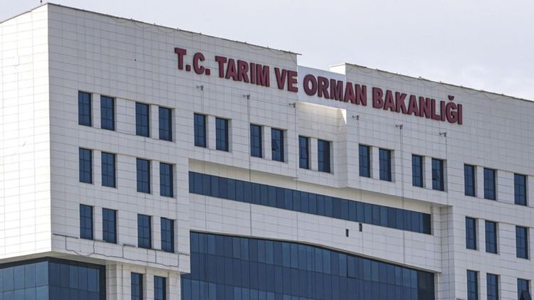 Tarım ve Orman Bakanlığı: Türkiye'de çekirge istilası yok