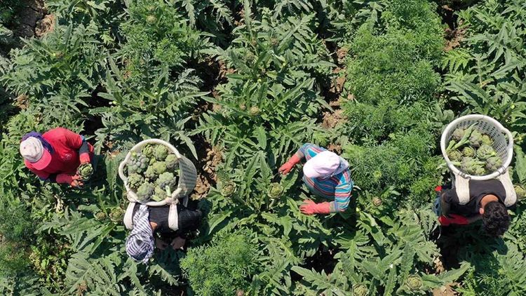 Türkiye tarımda dünyada ilk 7'de
