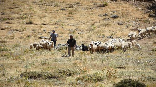 Depremden etkilenen Malatya'da devlet desteğiyle hayvan sayıları arttı