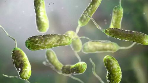 Türkiye'de Vibrio tehlikesi: Açık yarayla denize girmeyin