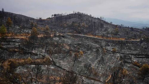 Yangınlar sömürgeci Avrupa’nın felaketi oldu: 1 milyon hektar küle döndü