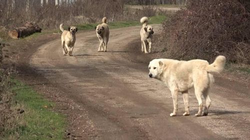 Başıboş köpek düzenlemesi Komisyon'da kabul edildi