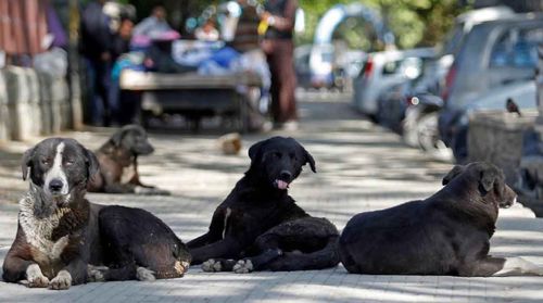 Başıboş köpek sorunu raporu Cumhurbaşkanı Erdoğan'a sunuldu