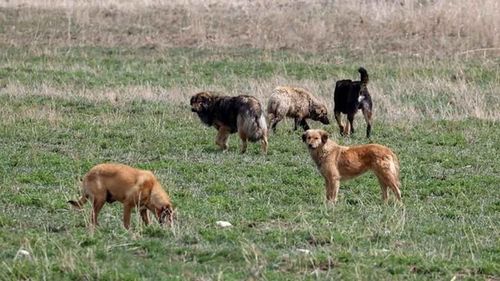 Başıboş köpeklere yönelik düzenleme TBMM'de kabul edildi