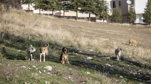 Ankara'da 52 bin başıboş köpek toplandı
