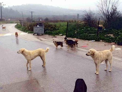 Elbette halkın psikolojisini de düşünecekler