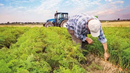 Devlet ekilmeyen tarlaları 1 Eylül'den itibaren kiraya verecek