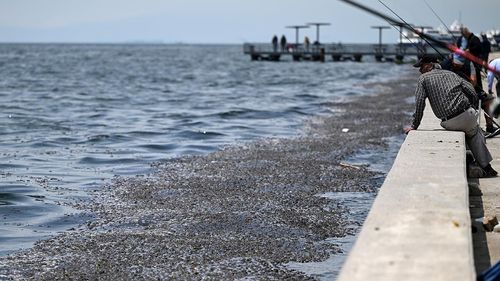 İzmir Körfezi'ndeki çevre felaketinin sorumlusu CHP belediyeciliği