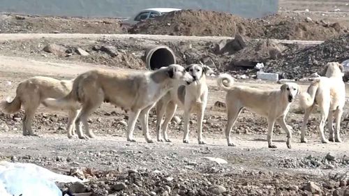 Sokak köpeklerini bunlardan kurtarın