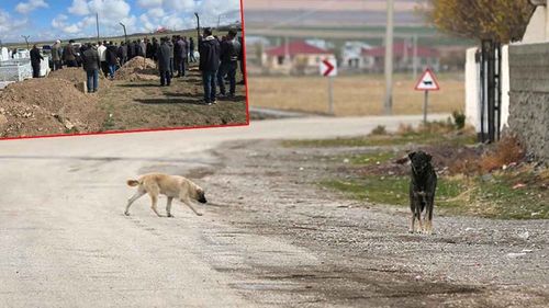 Van’da başıboş köpek saldırısı: 5 yaşındaki çocuk hayatını kaybetti