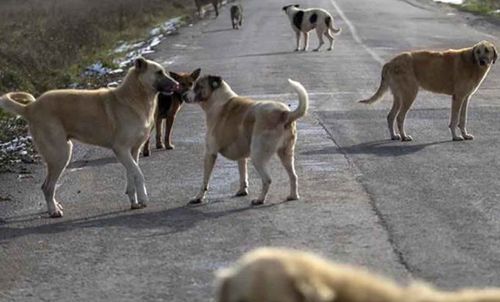 Rehabilite için köpek bireyin rızası alınmalı