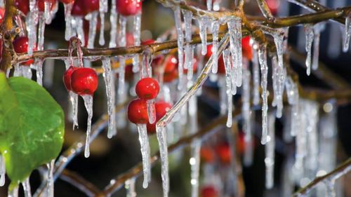 Zirai don mağduru çiftçiye destek ödemesi Kasım ayına kadar yapılacak 